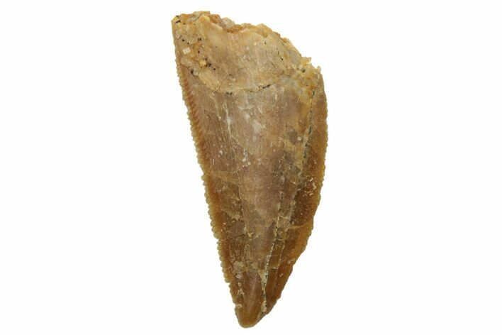 Serrated, Raptor Tooth - Real Dinosaur Tooth #236911